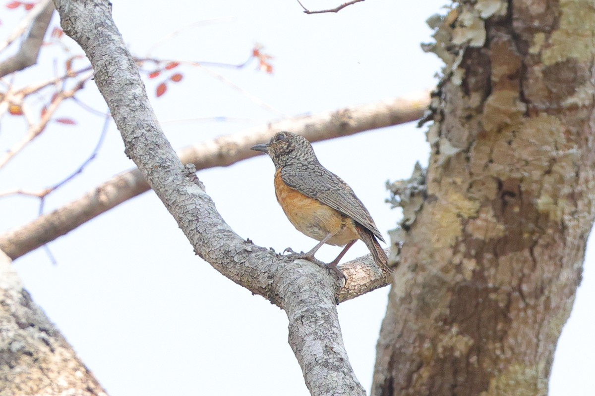 Miombo Rock-Thrush - ML640554228