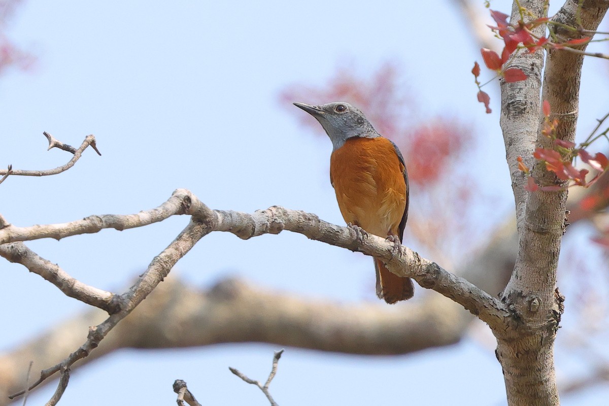 Miombo Rock-Thrush - ML640554229