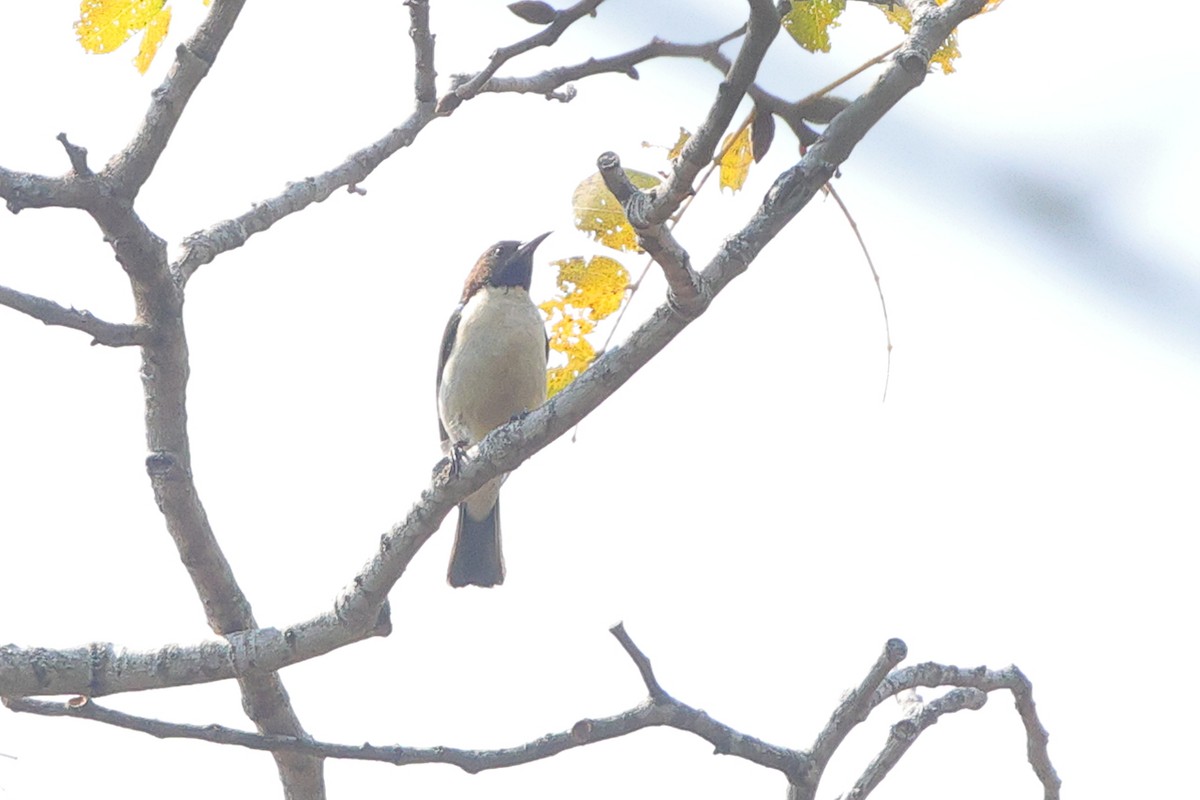 Suimanga Violeta - ML640554234