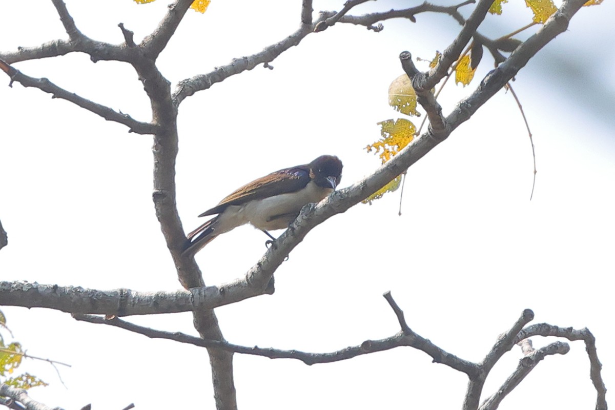 Suimanga Violeta - ML640554235