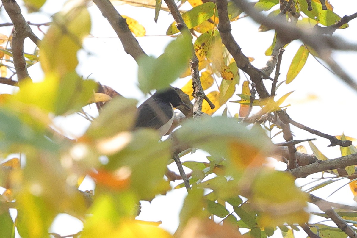 Suimanga Violeta - ML640554236