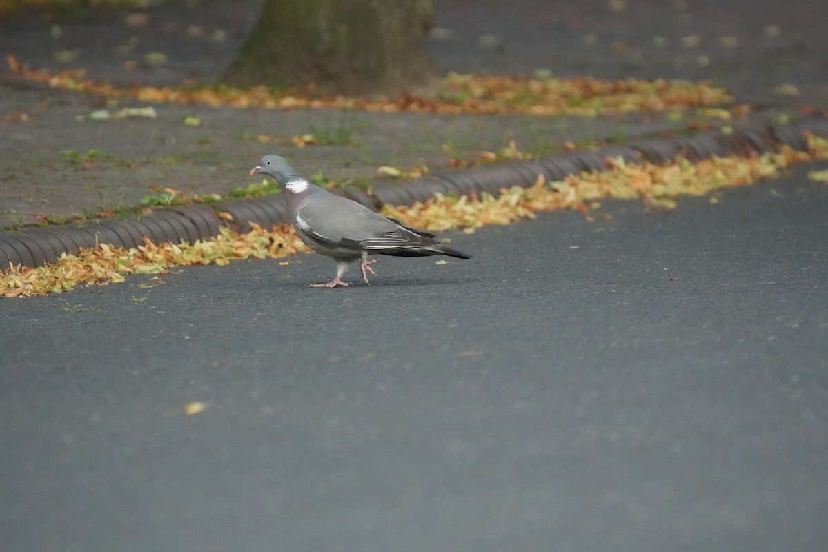 Ойн тагтаа - ML640554276