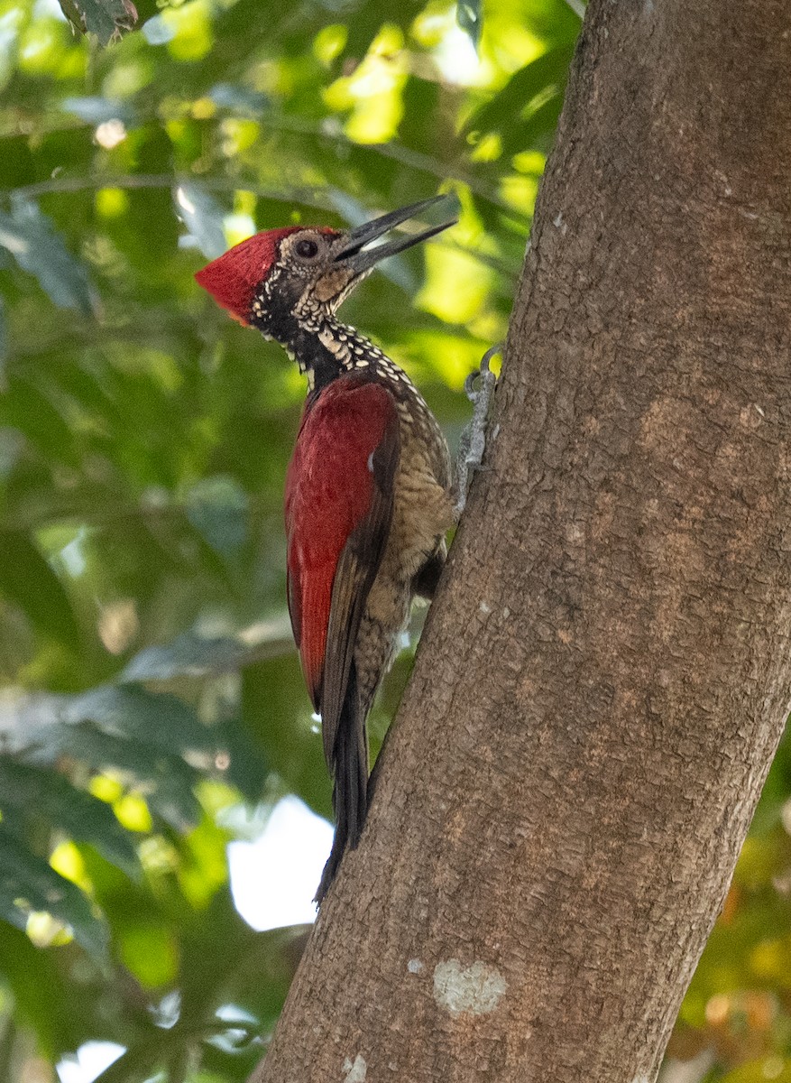 ルソンコガネゲラ - ML640554325