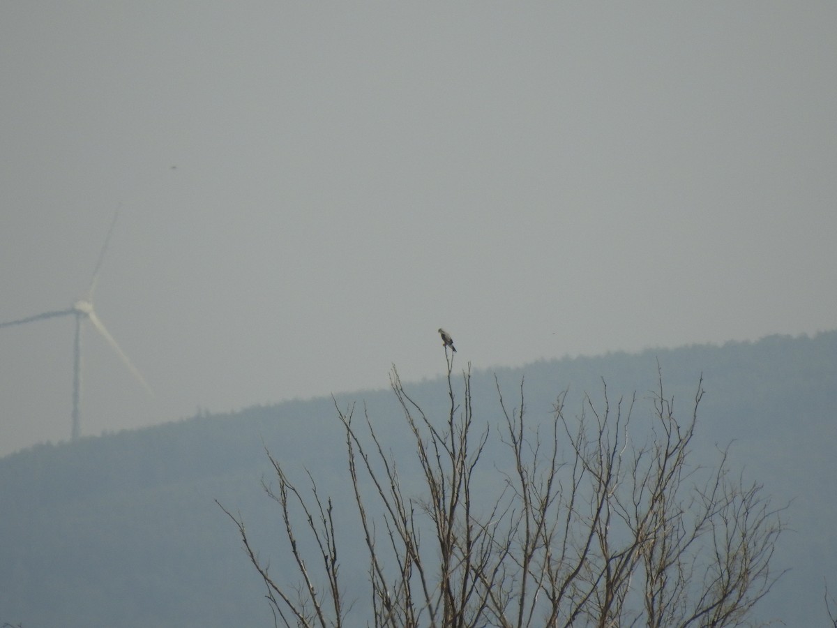 Black-winged Kite - ML640554330