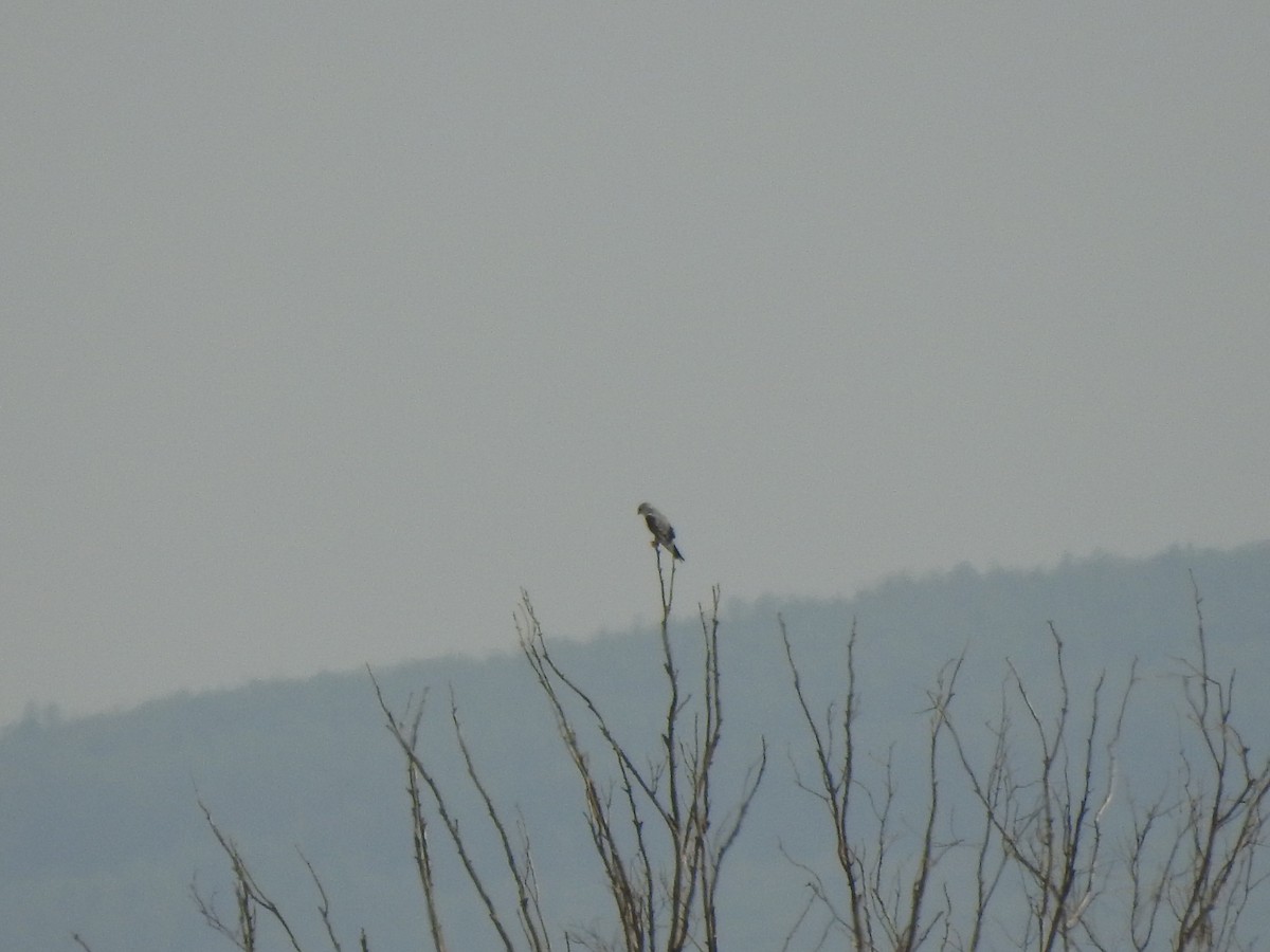 Black-winged Kite - ML640554333