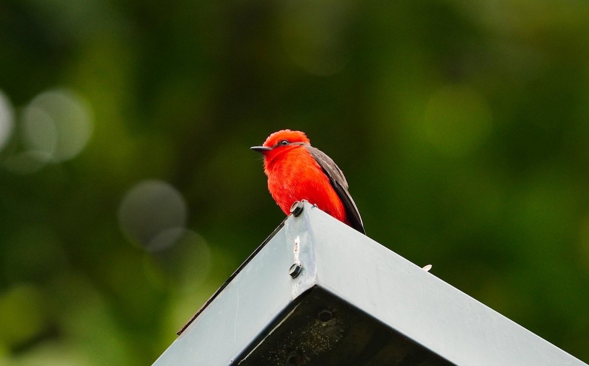 Vermilion Flycatcher - ML640554344