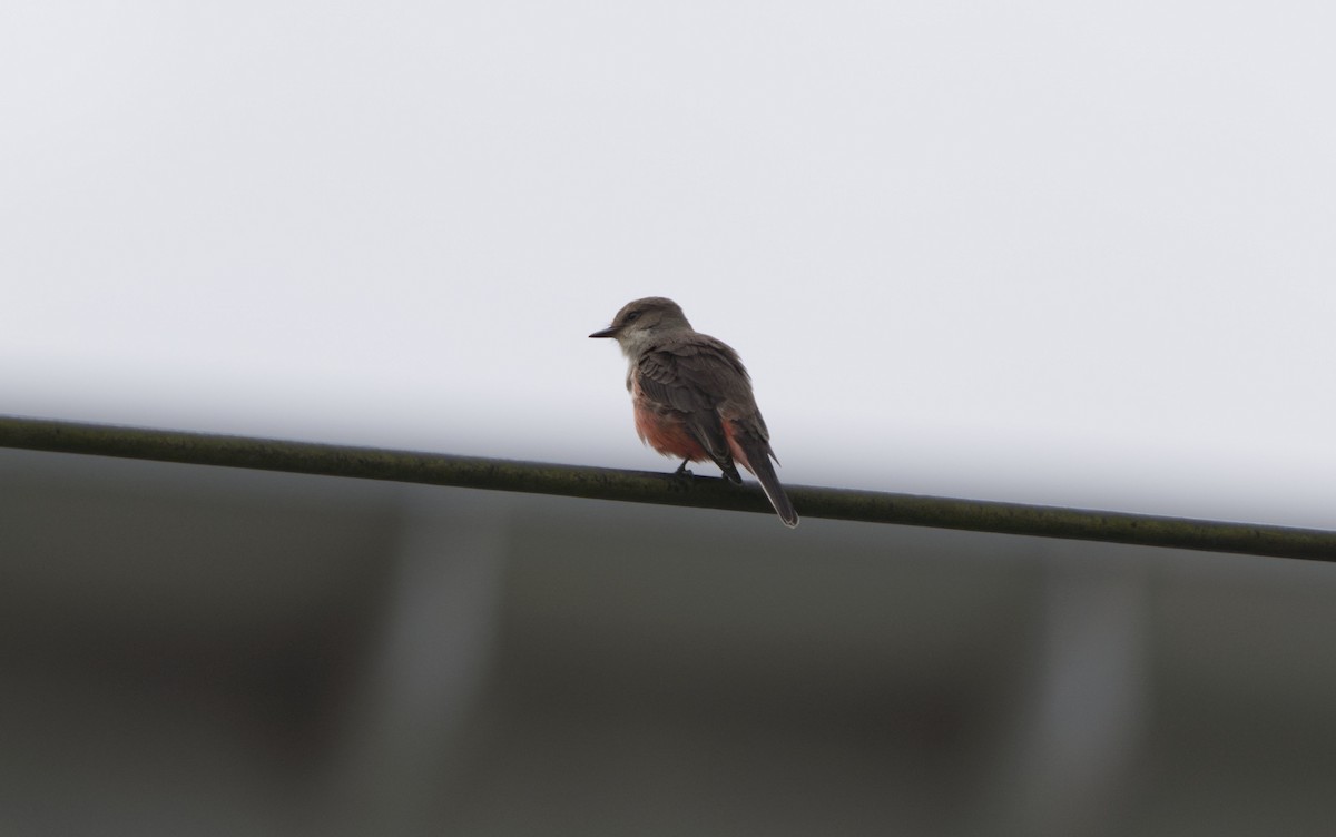 Vermilion Flycatcher - ML640554345