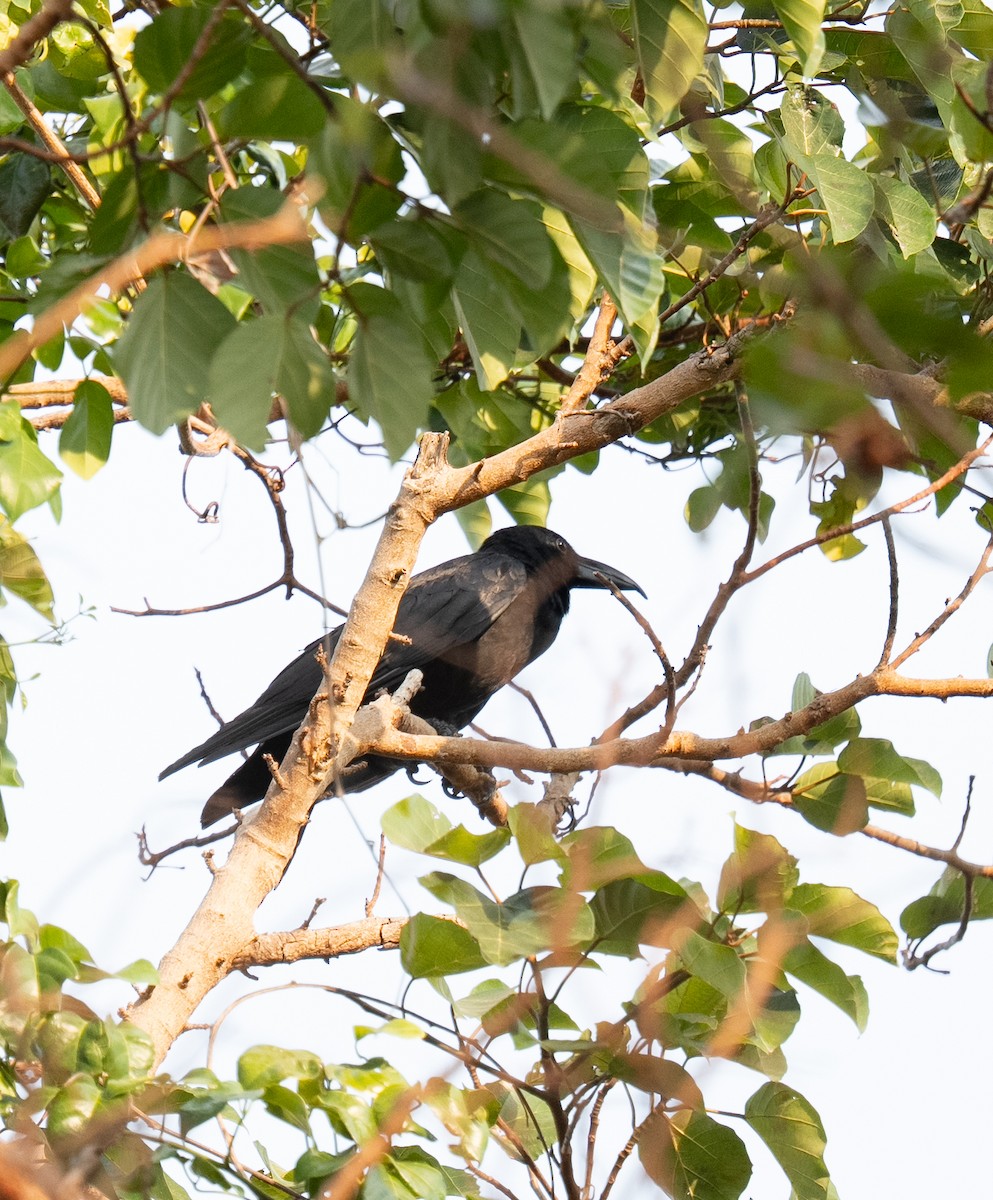 フィリピンハシブトガラス - ML640554349