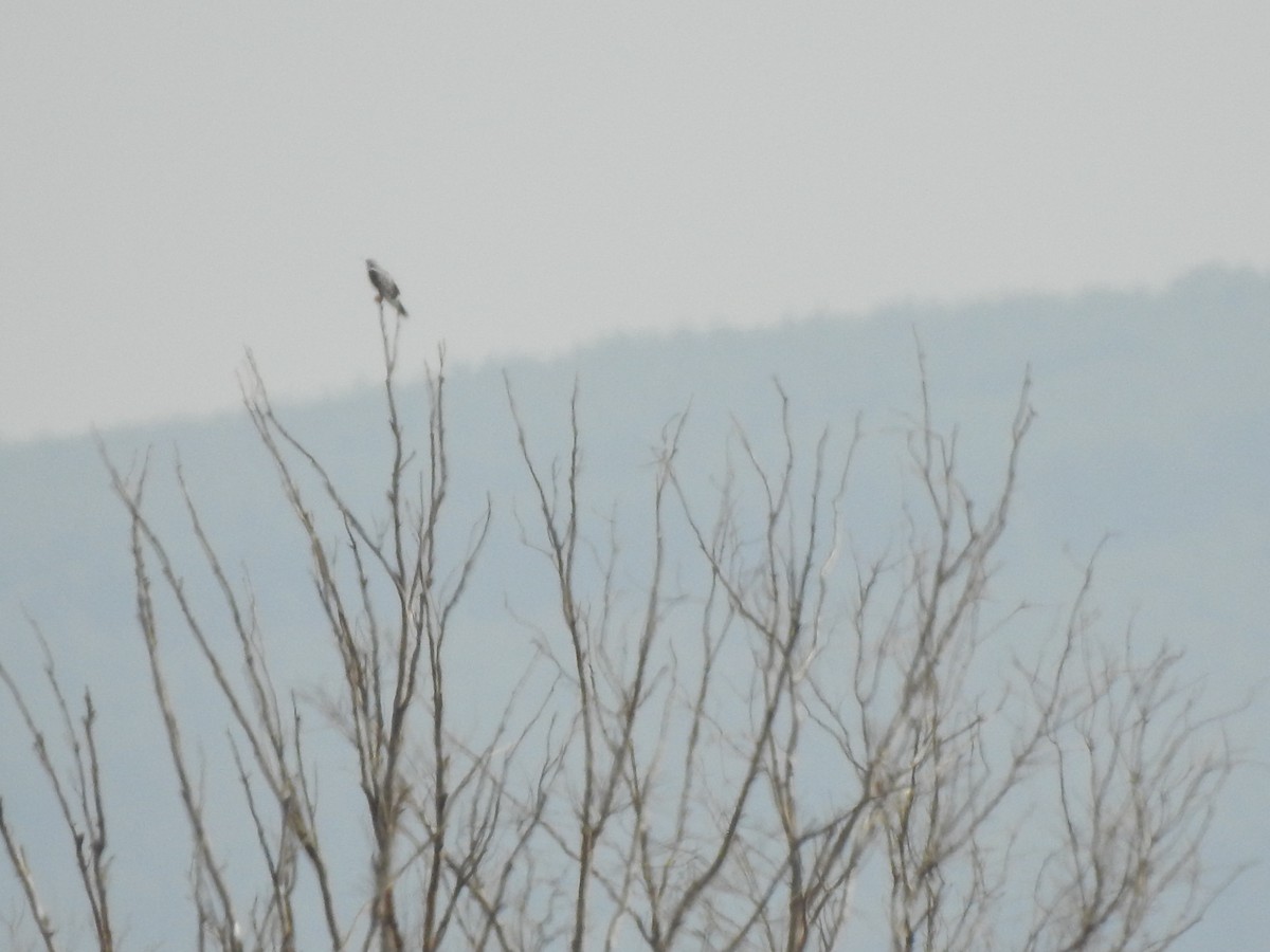 Black-winged Kite - ML640554399