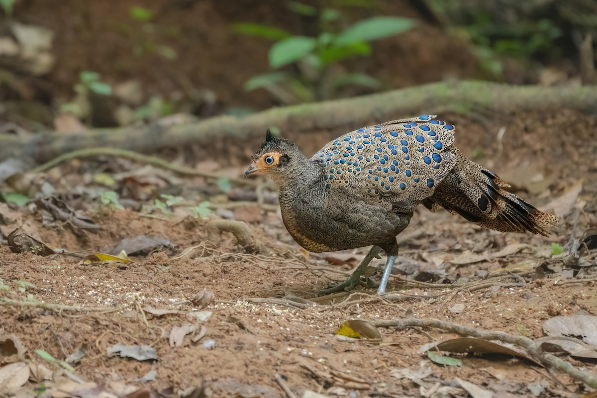 Malayan Peacock-Pheasant - ML640554478
