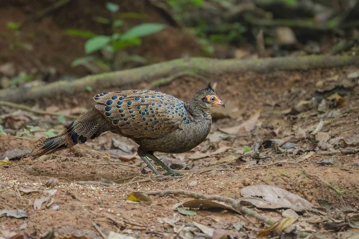 Malayan Peacock-Pheasant - ML640554480