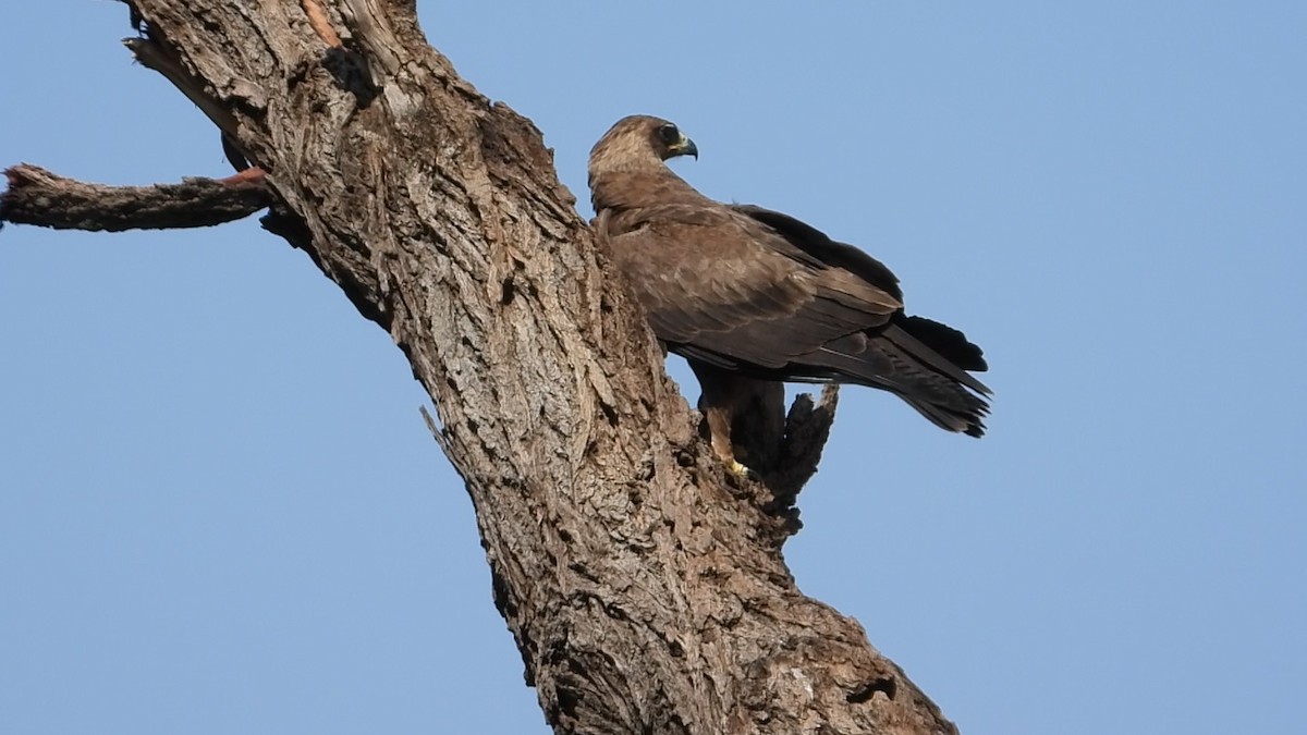 Wahlberg's Eagle - ML640554573