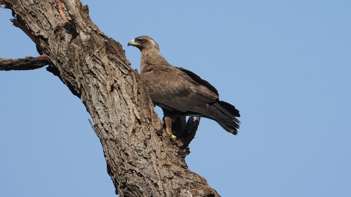 Wahlberg's Eagle - ML640554574