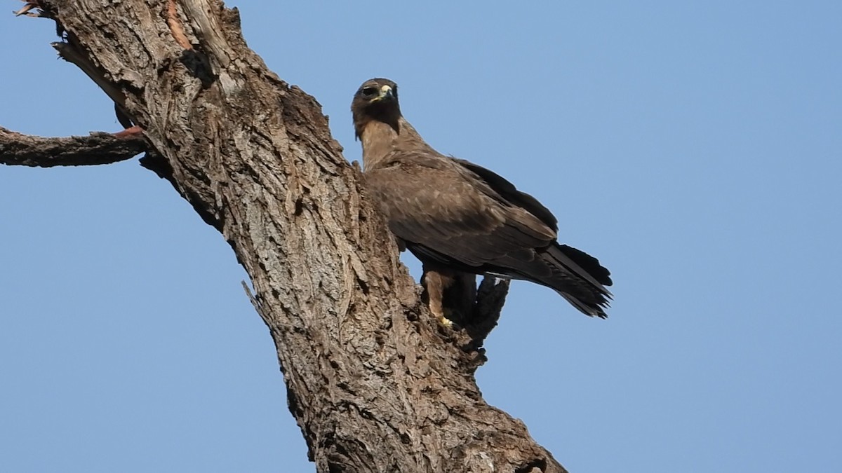 Wahlberg's Eagle - ML640554575