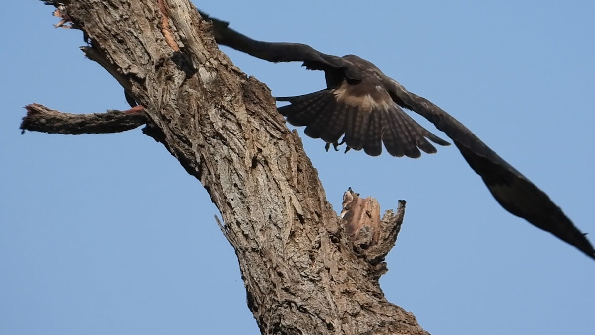 Wahlberg's Eagle - ML640554576