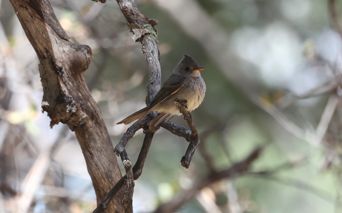 Moucherolle de Coues - ML640554609