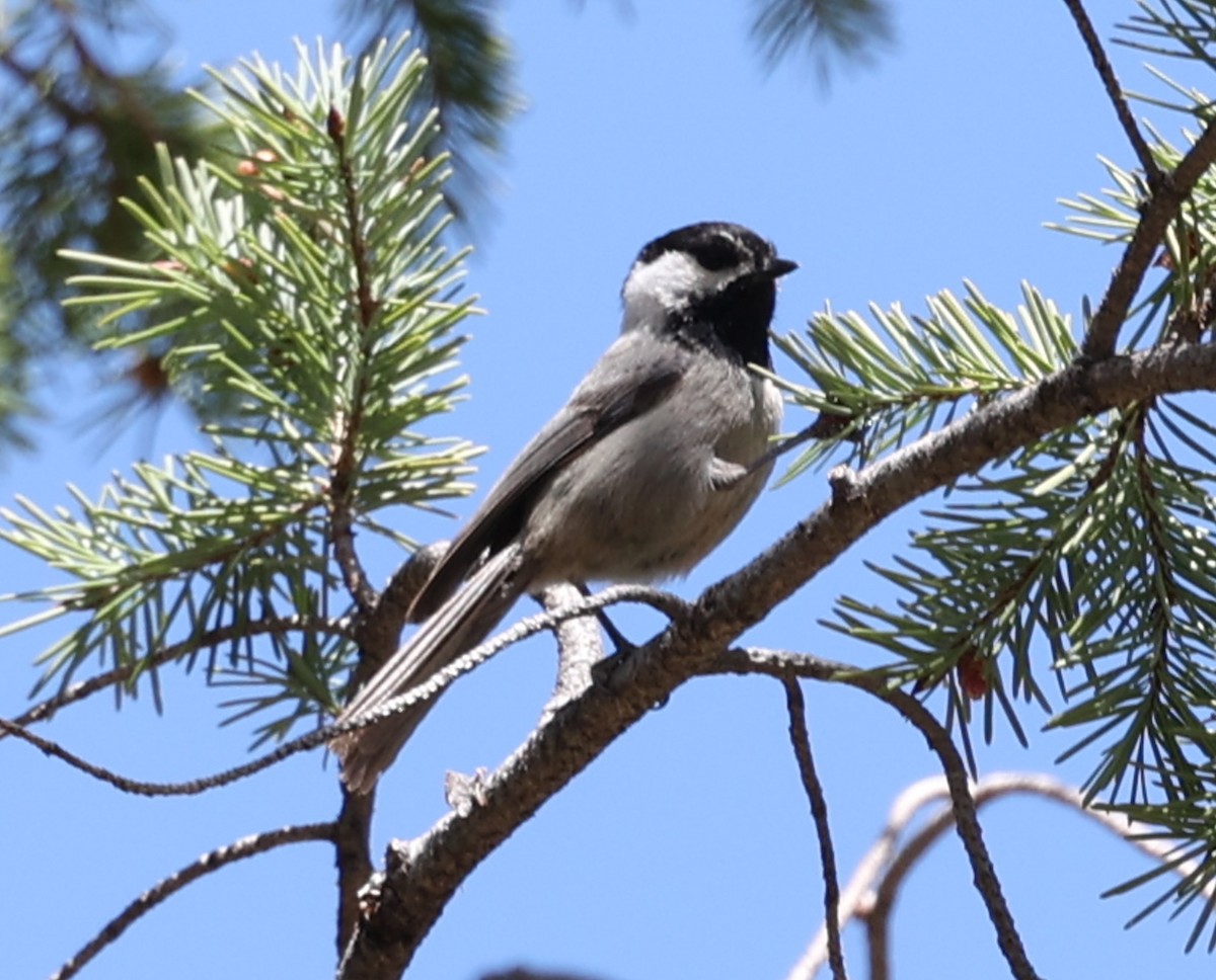 Mésange grise - ML640554625
