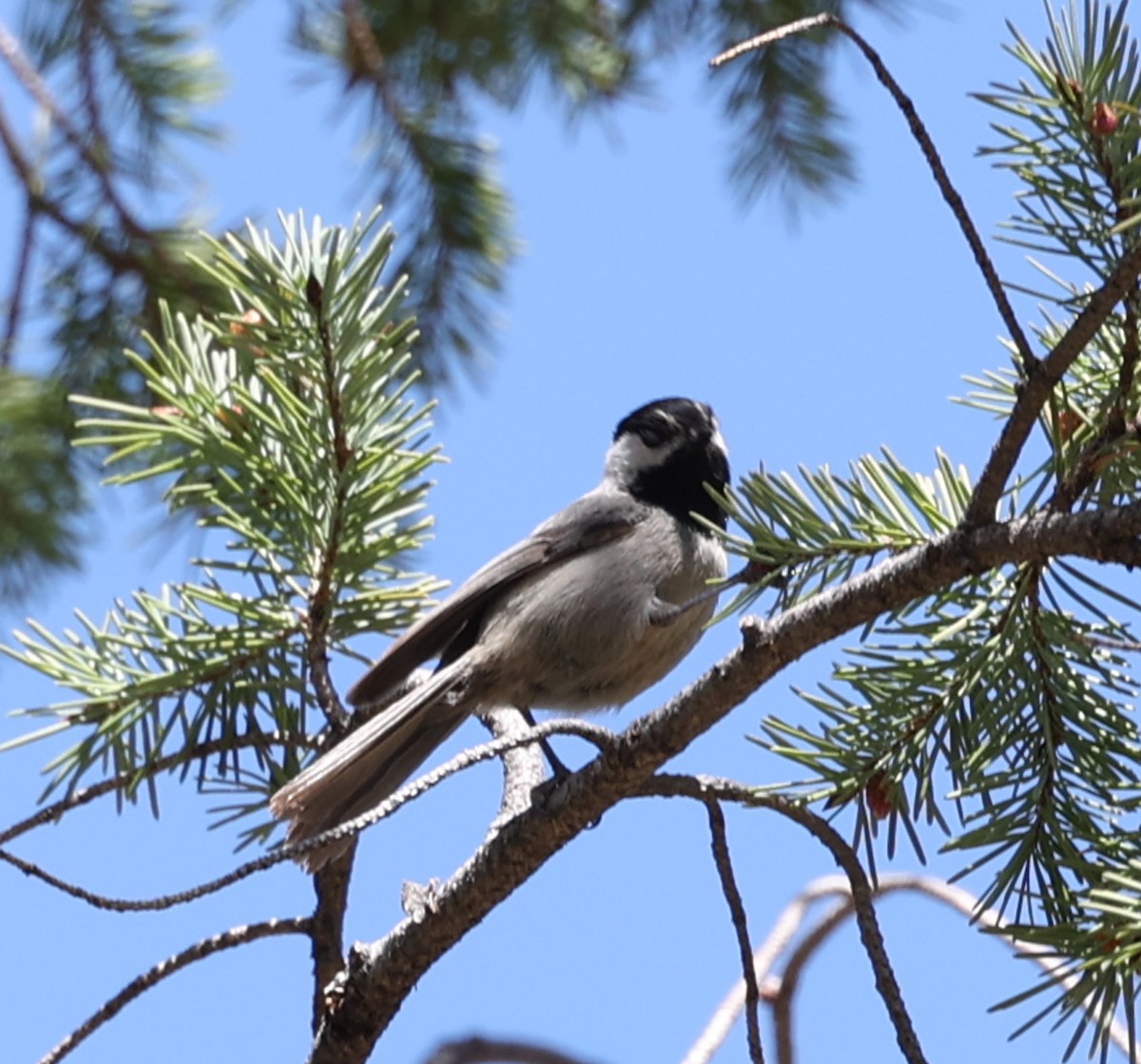 Mésange grise - ML640554626