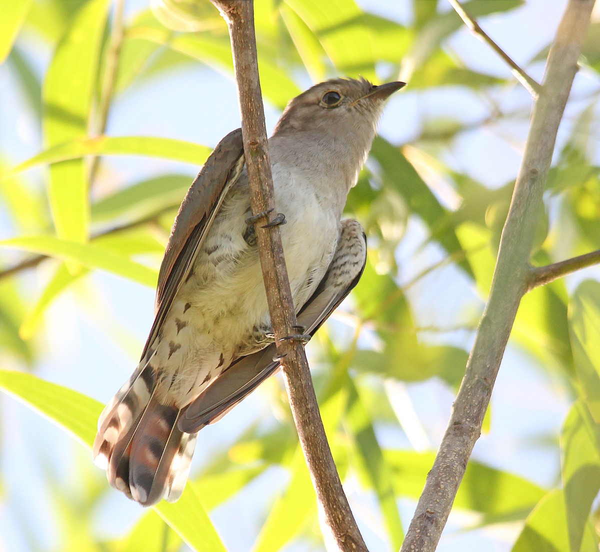 Little Bronze-Cuckoo - ML640554636