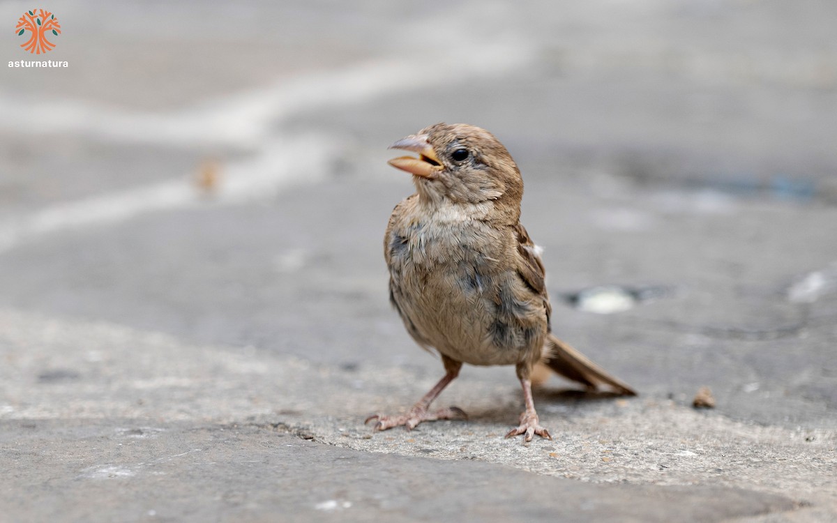 Italian Sparrow - ML640554678