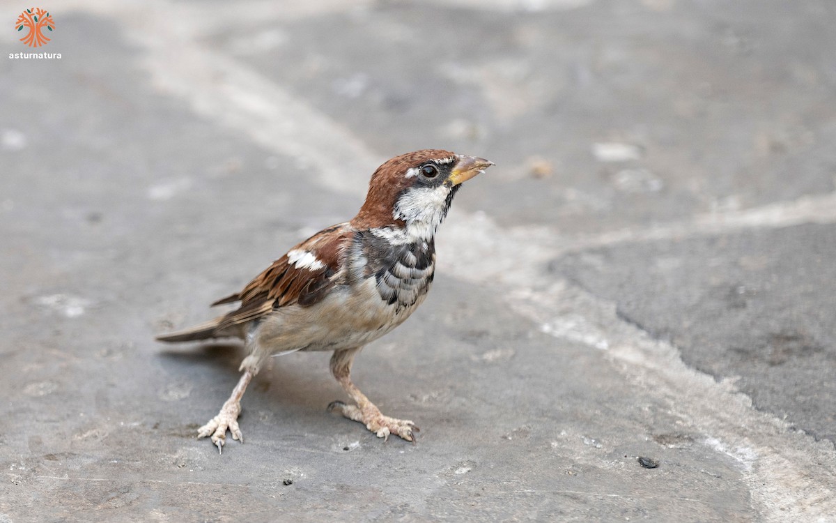 Italian Sparrow - ML640554679