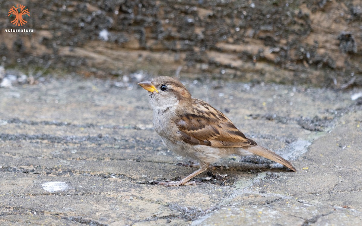Italian Sparrow - ML640554680