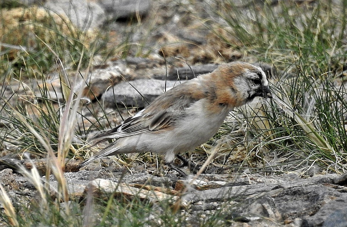 Blanford's Snowfinch - ML640554684