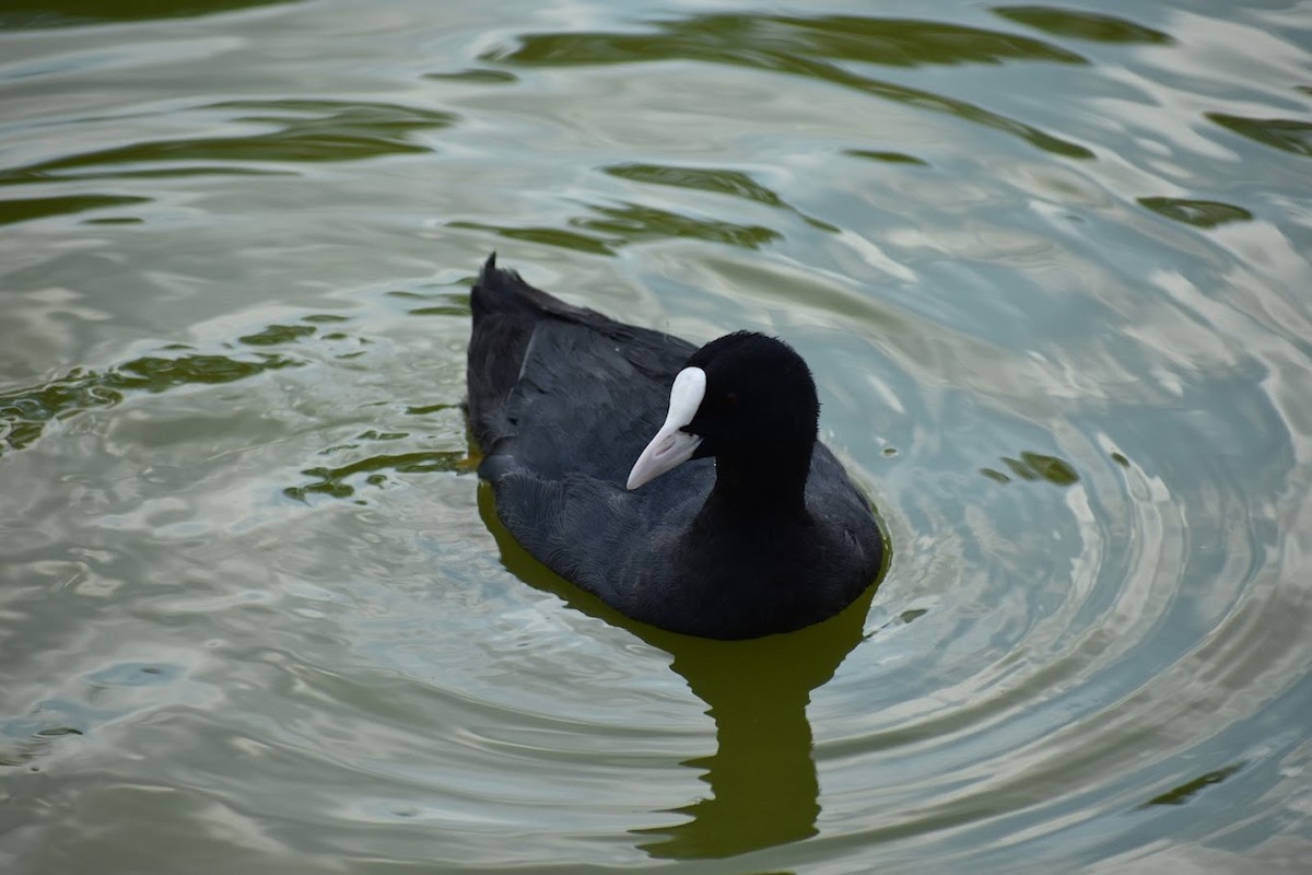 Eurasian Coot - ML640554704