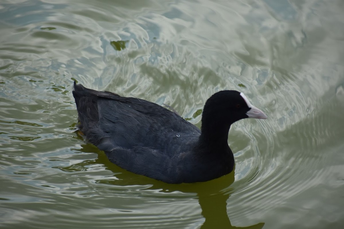 Eurasian Coot - ML640554707