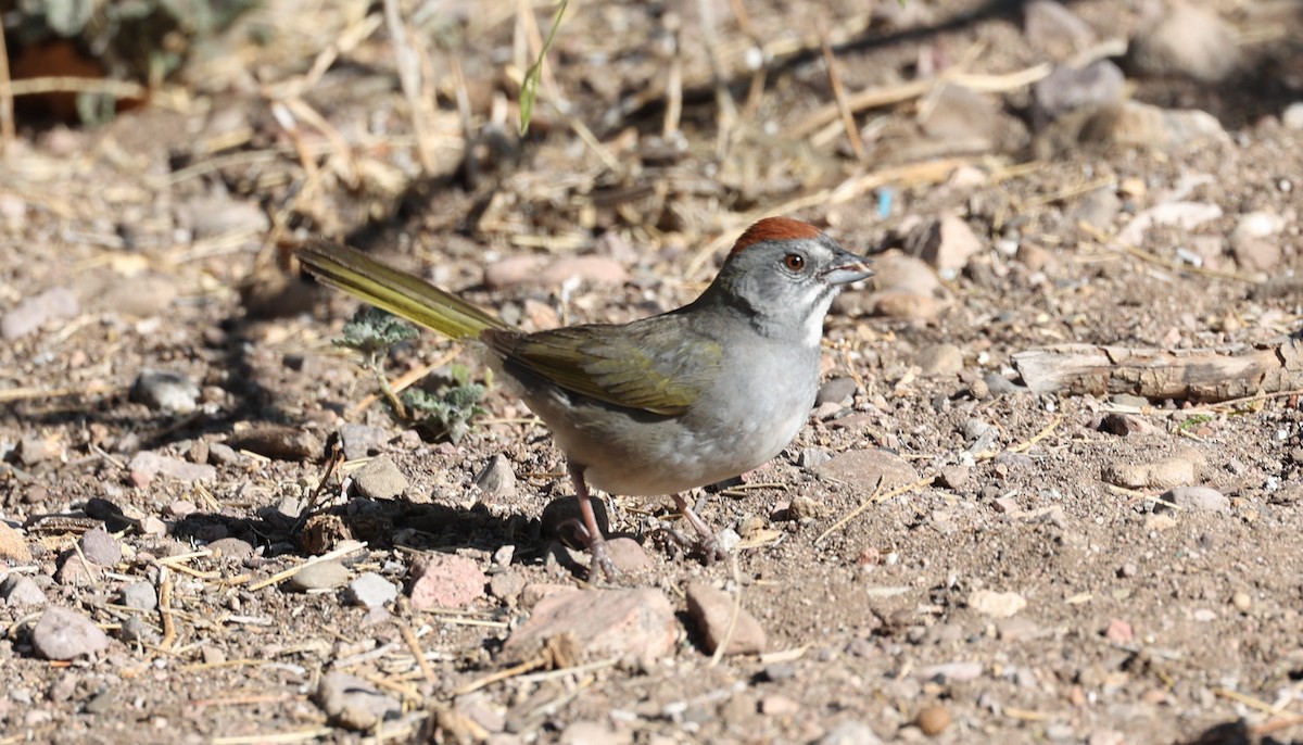Green-tailed Towhee - ML640554708