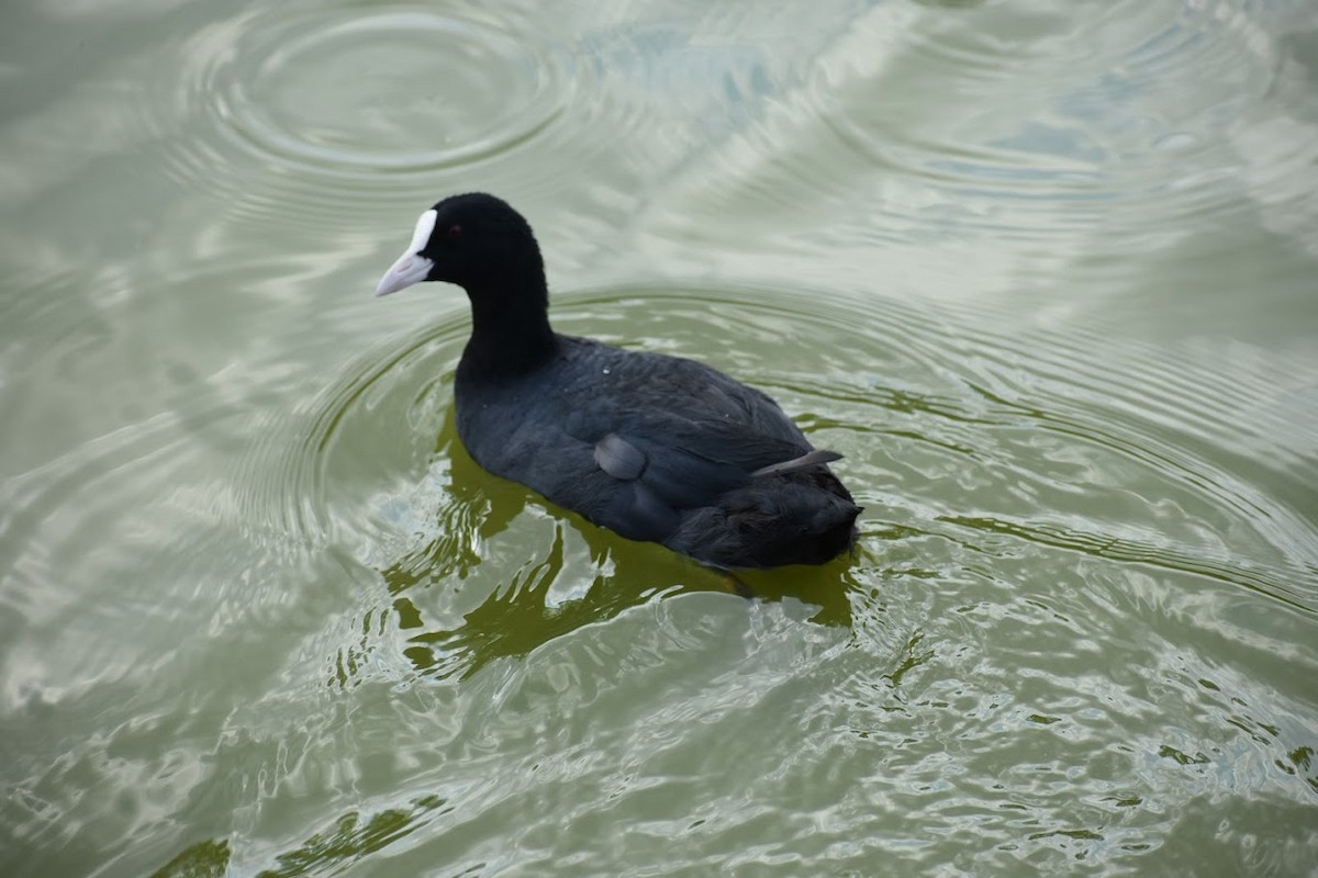 Eurasian Coot - ML640554712
