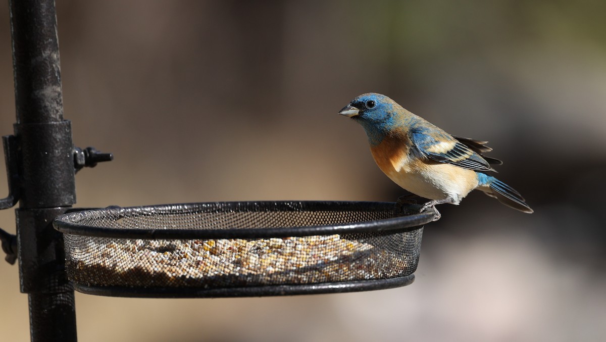 Lazuli Bunting - ML640554713