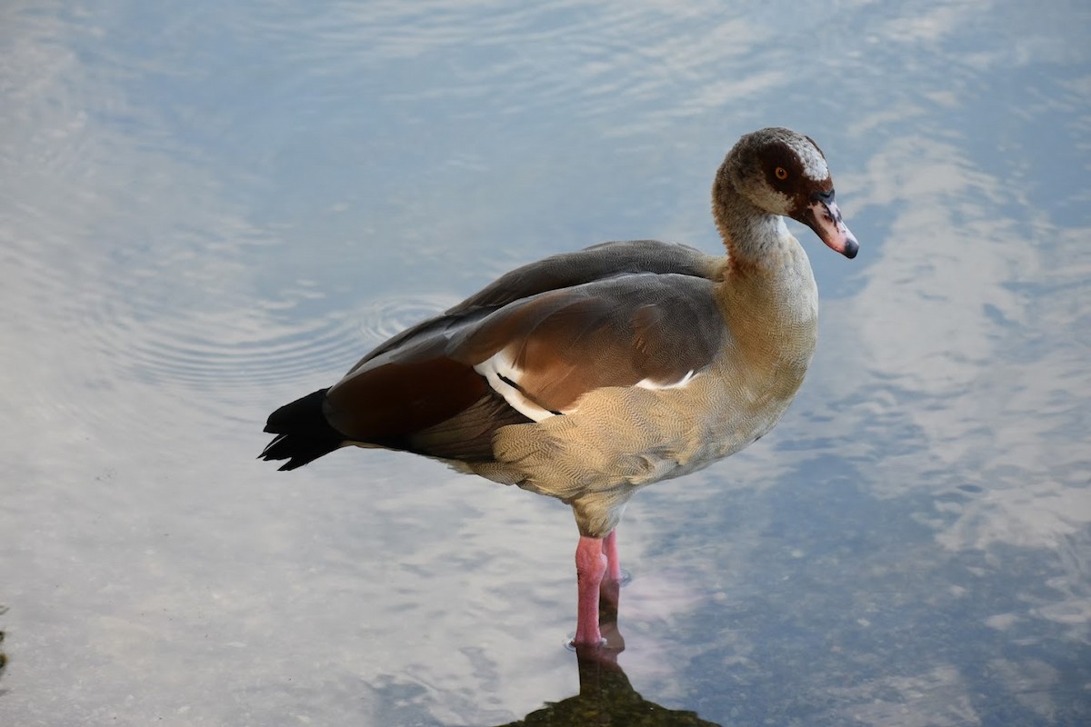 Egyptian Goose - ML640554727