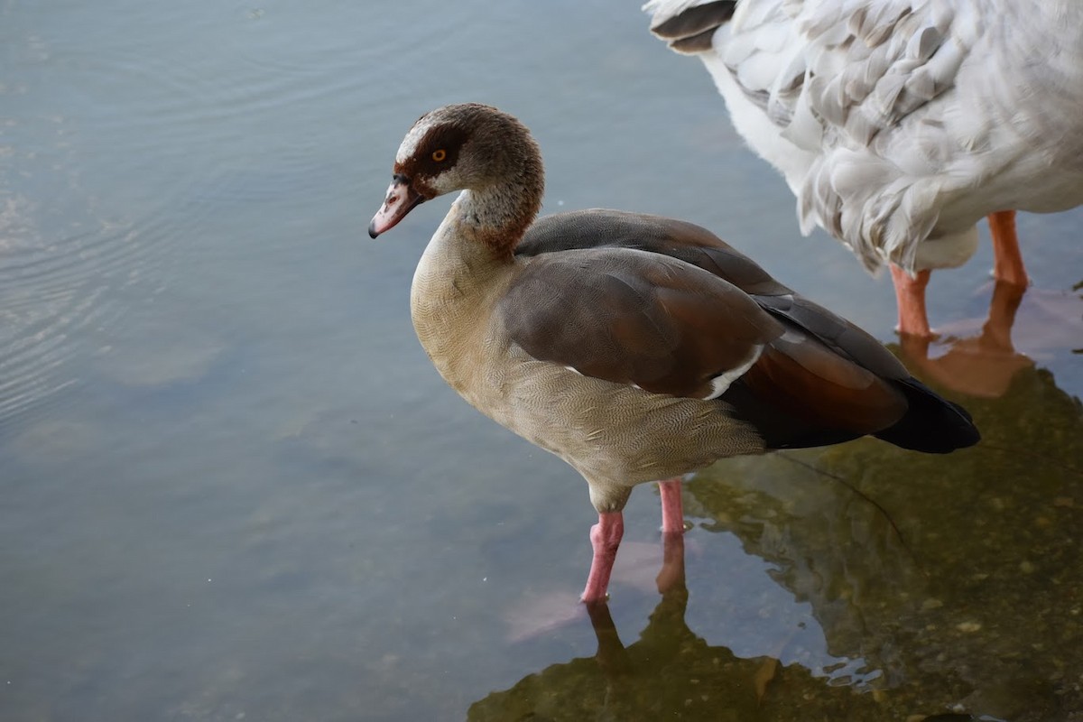 Egyptian Goose - ML640554729
