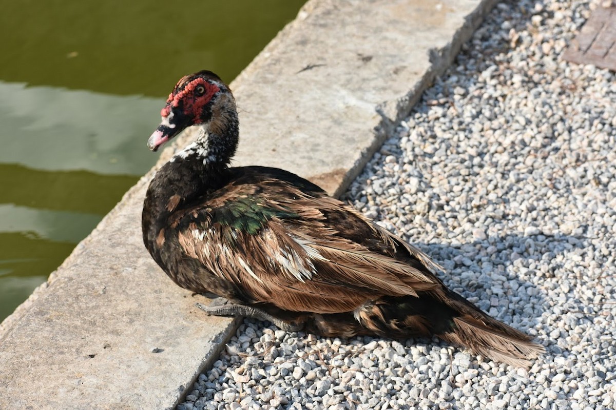 Muscovy Duck (Domestic type) - ML640554733