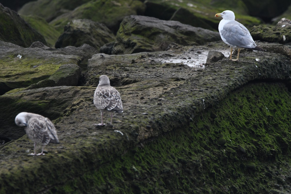 Yellow-legged Gull - ML640554740
