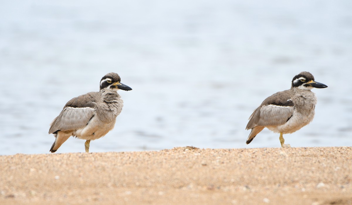 Beach Thick-knee - ML640554886