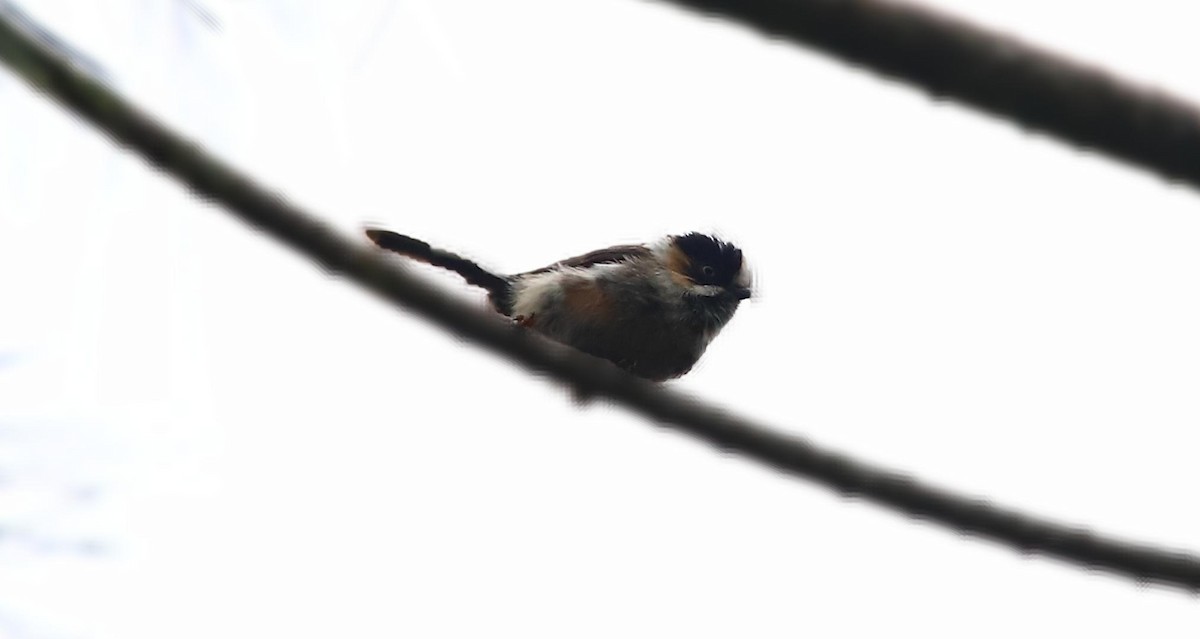 Black-browed Tit (Black-browed) - ML640554899