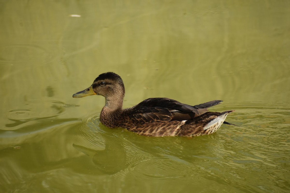 Mallard - ML640554900