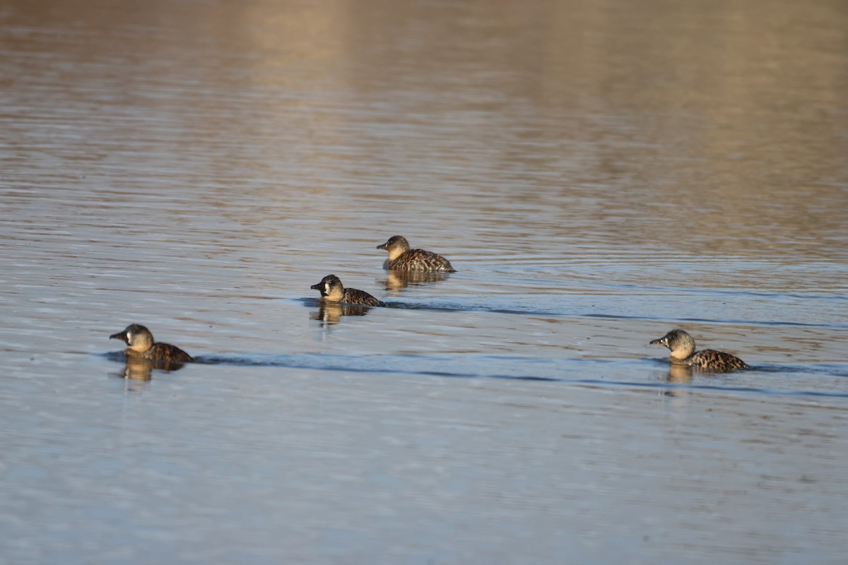 White-backed Duck - ML640554913