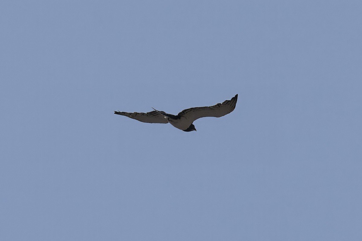 Black-chested Snake-Eagle - ML640554915