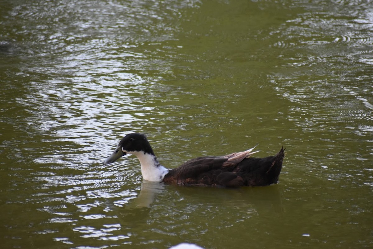 Muscovy Duck (Domestic type) - ML640554929