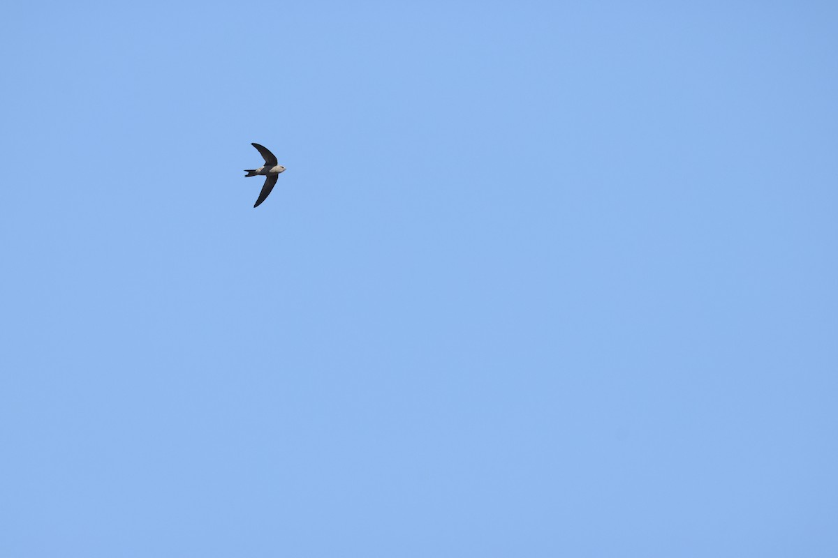 Bradfield's Swift - ML640554954