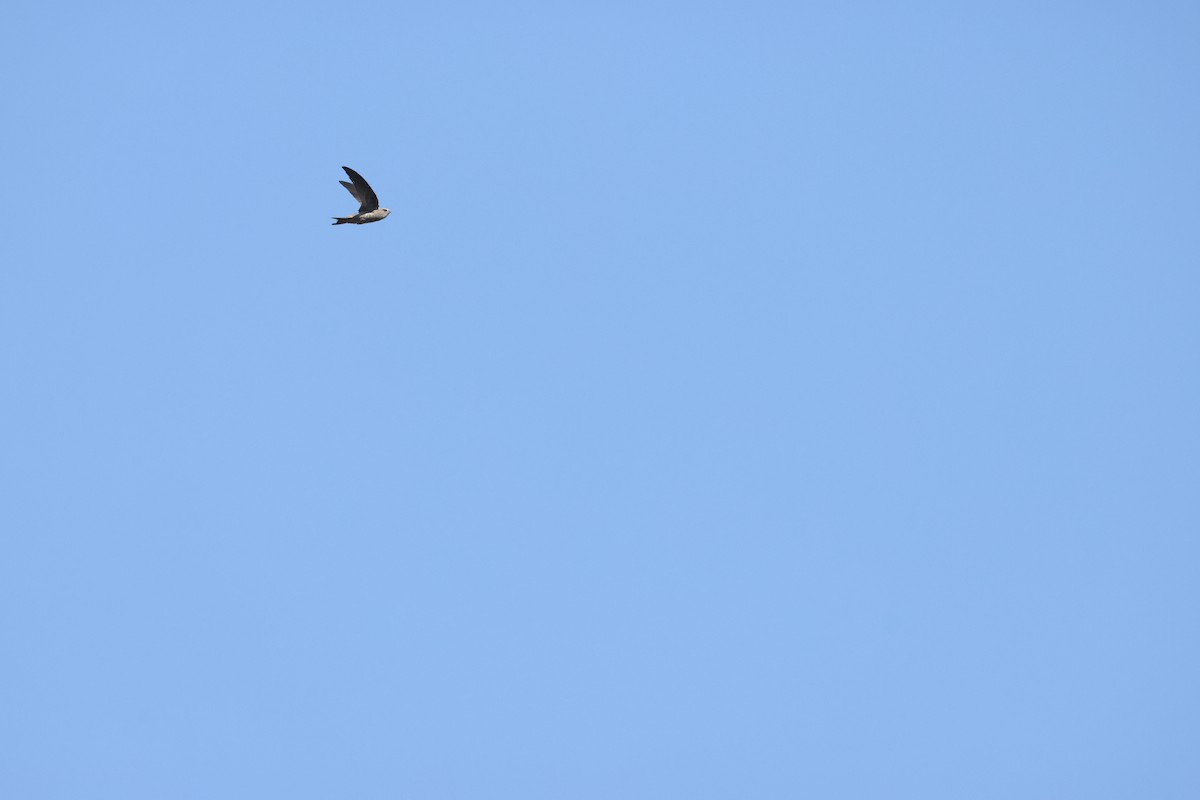 Bradfield's Swift - ML640554955