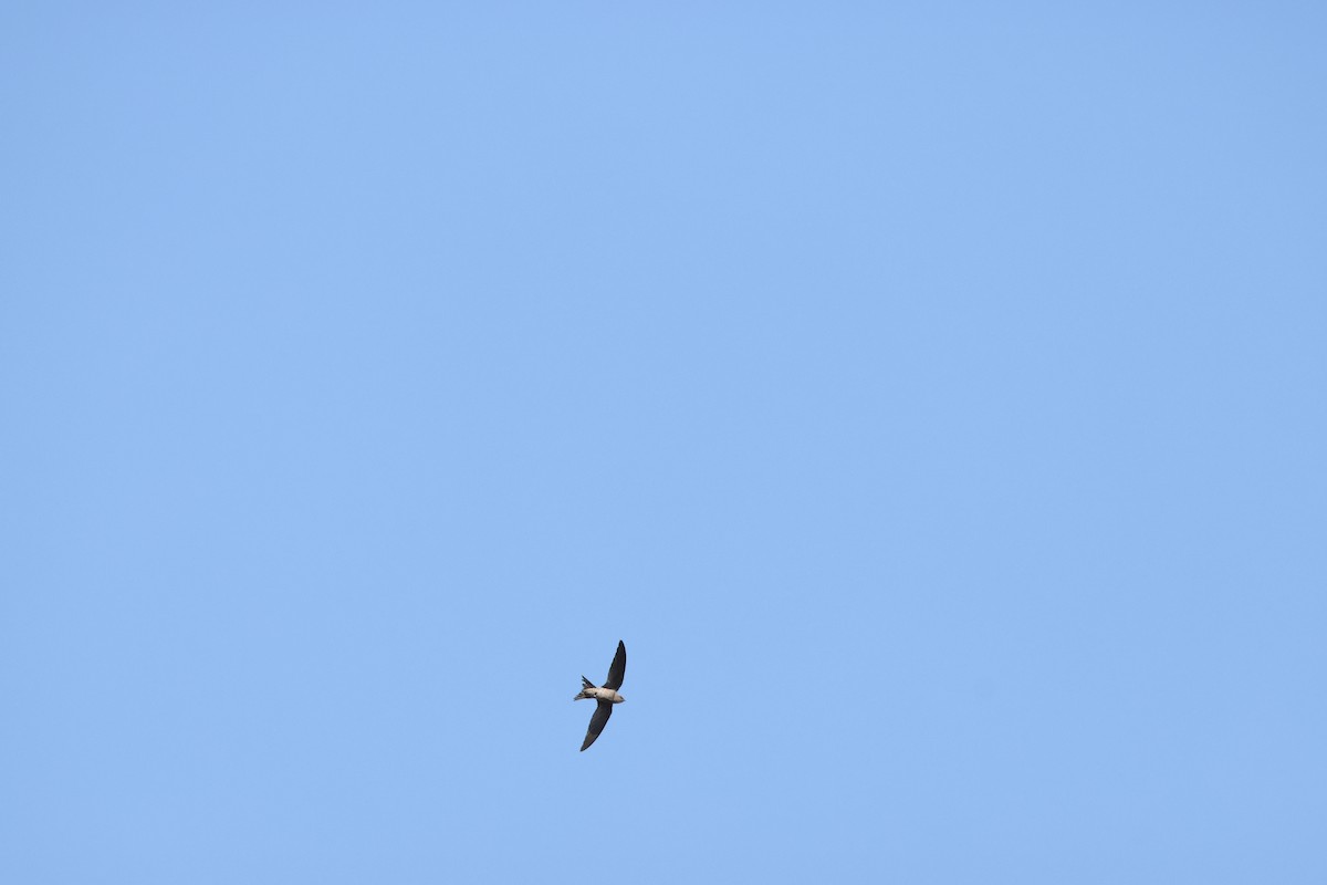 Bradfield's Swift - ML640554956