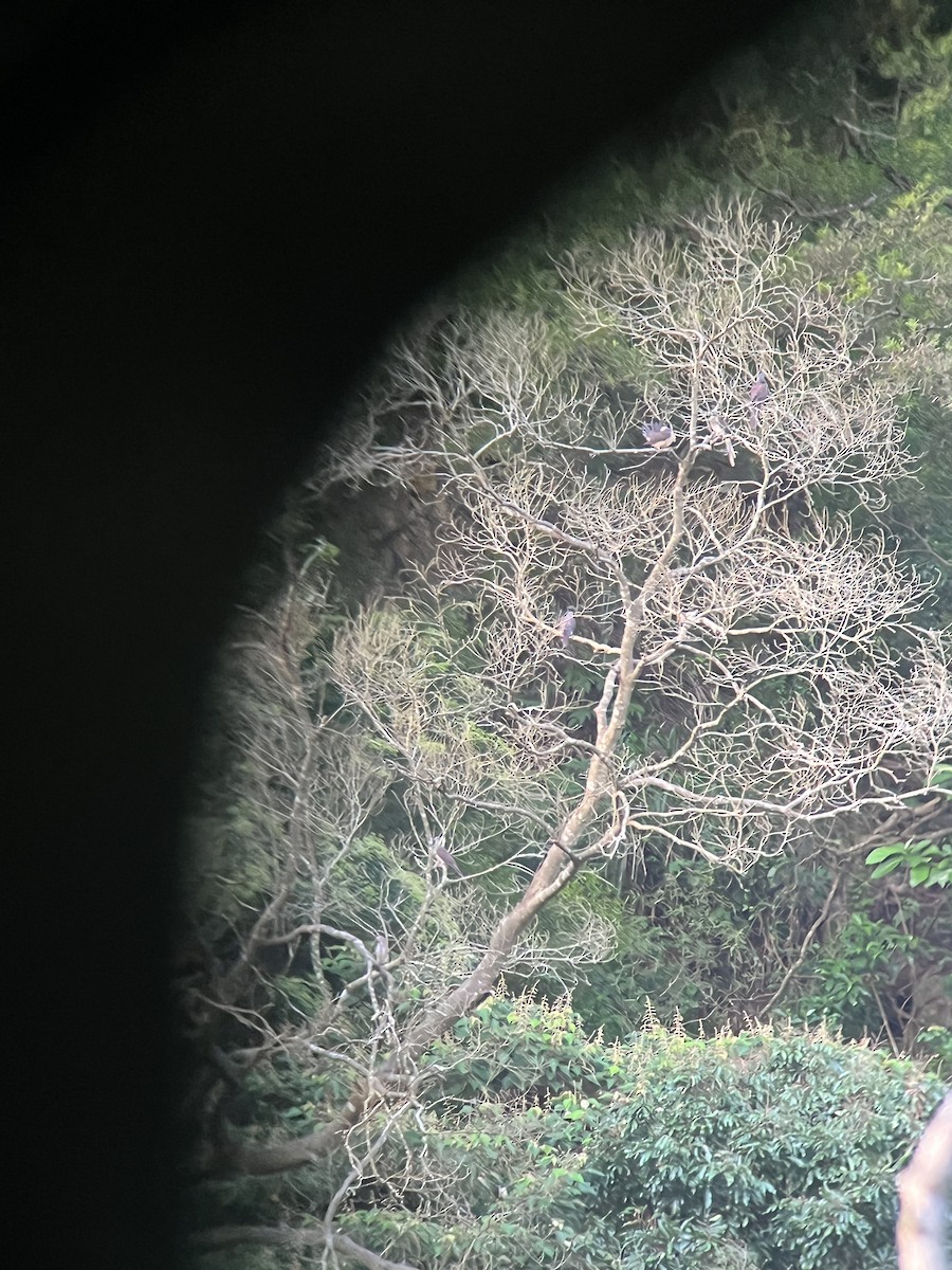 Barred Cuckoo-Dove - ML640554994