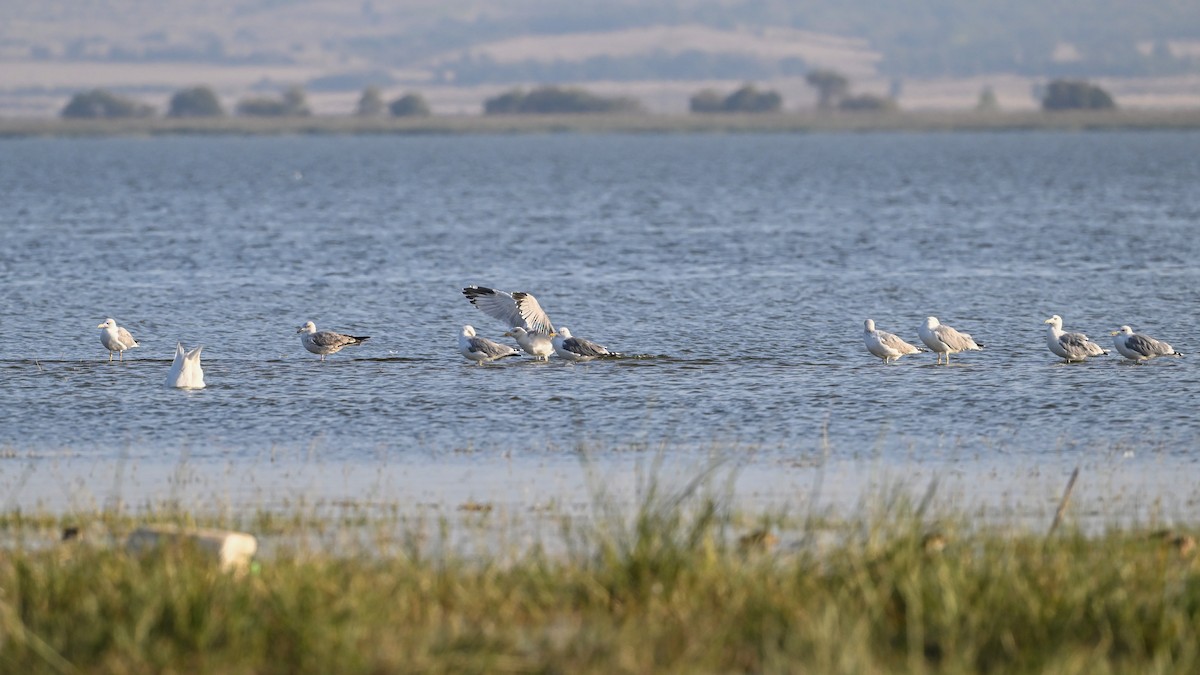 Yellow-legged Gull - ML640555039