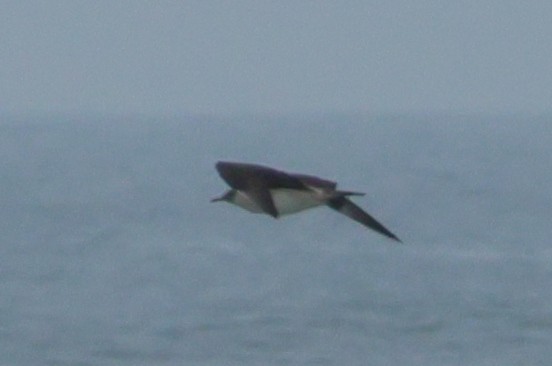 Parasitic Jaeger - ML640555081