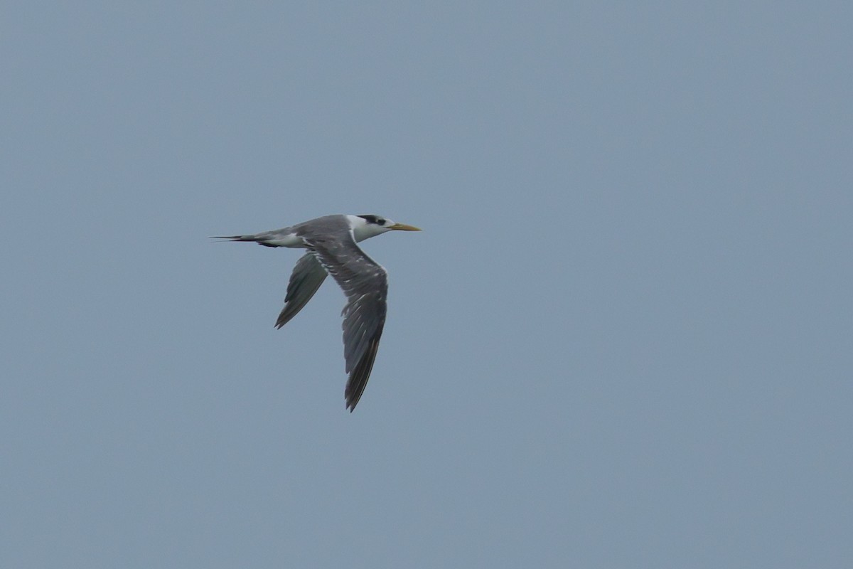 Great Crested Tern - ML640555106