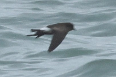 Wilson's Storm-Petrel - ML640555118